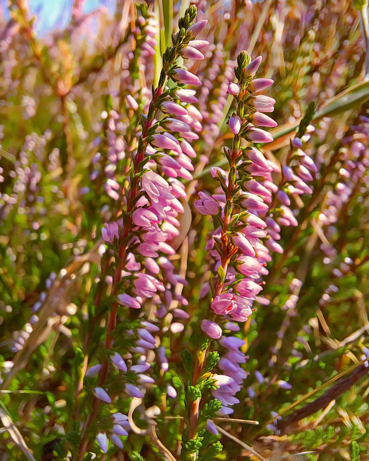 Picture in Stierstädter Heide