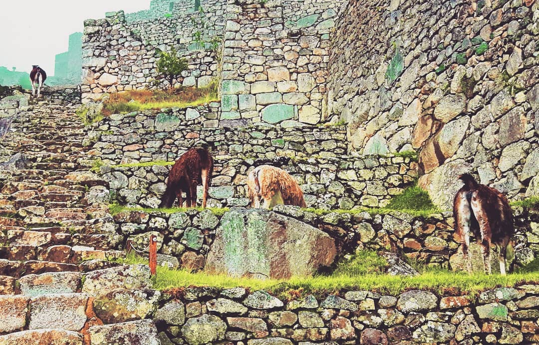 Picture in Machu Picchu