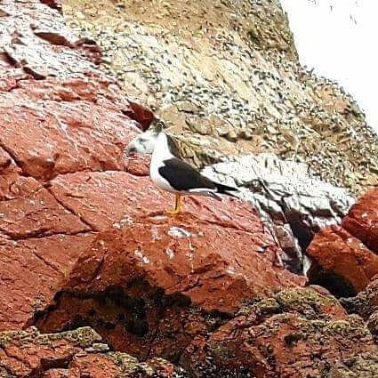 Picture in Islas Ballestas