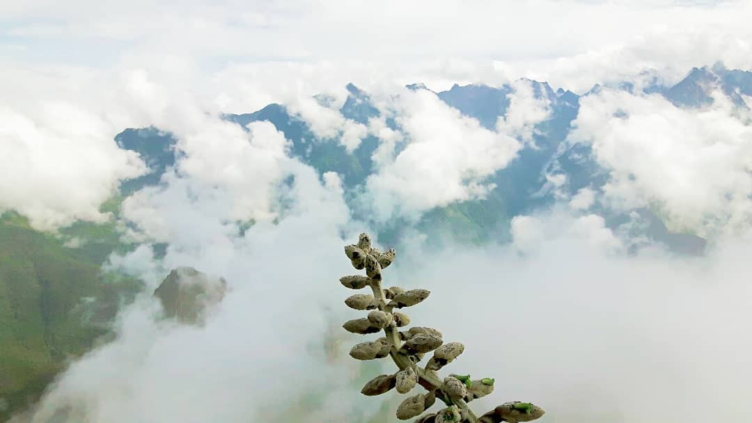 Picture in Machu Picchu