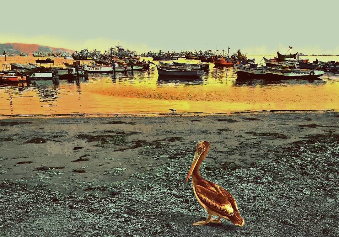 Picture in Paracas