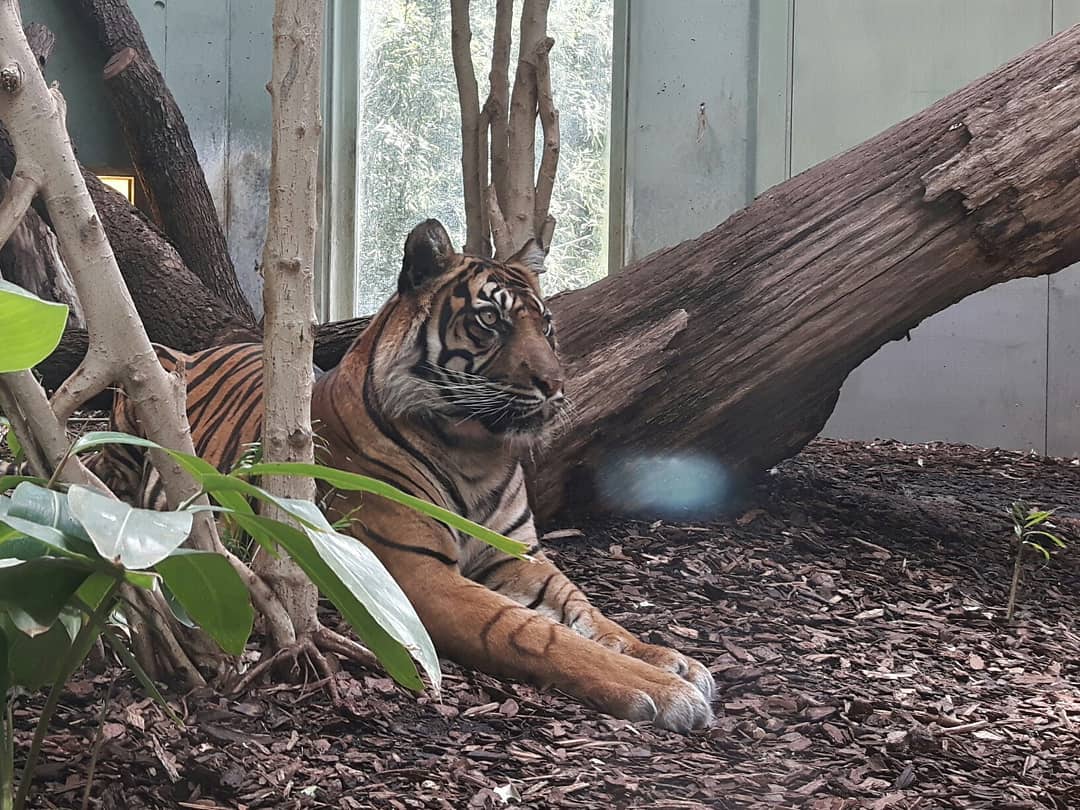 Picture in Zoo Frankfurt