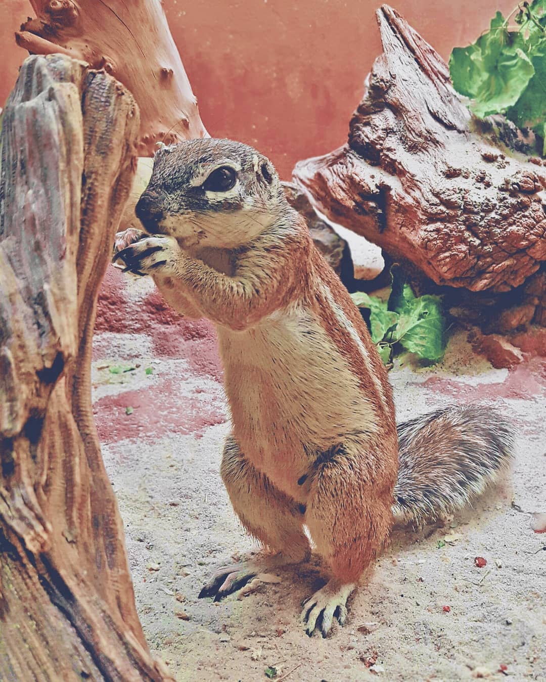 Picture in Zoo Frankfurt