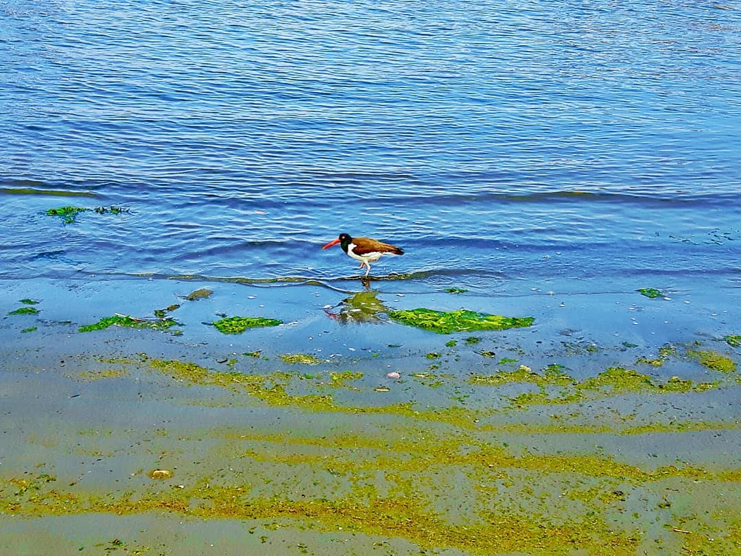 Picture in Paracas