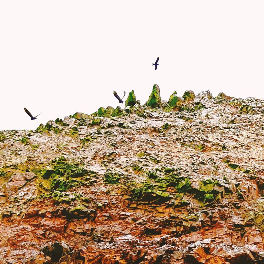 Picture in Islas Ballestas