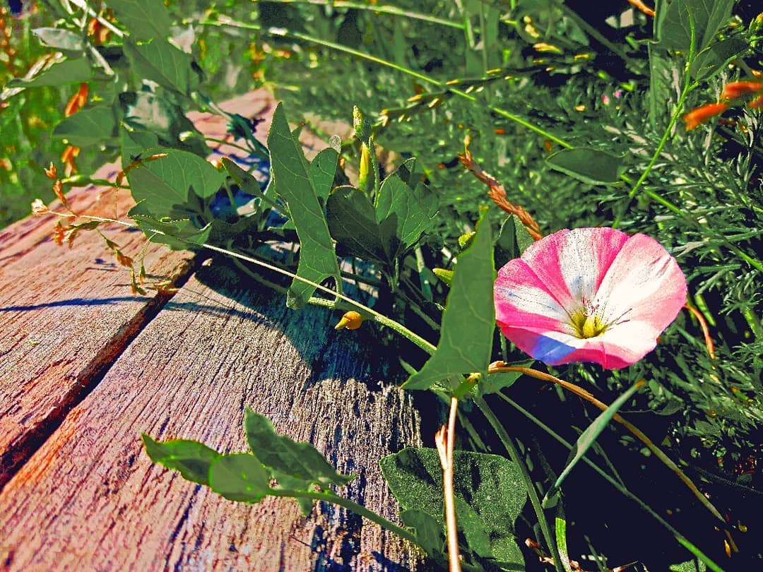 Picture in Bommersheim