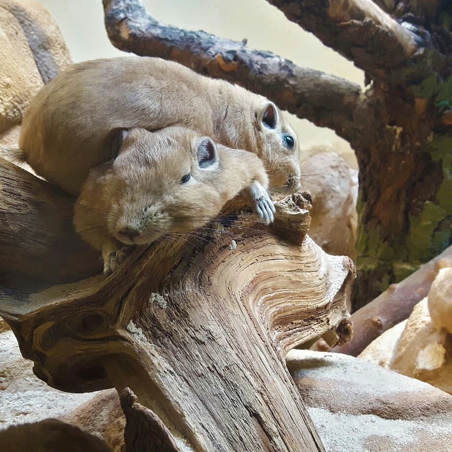 Picture in Zoo Frankfurt