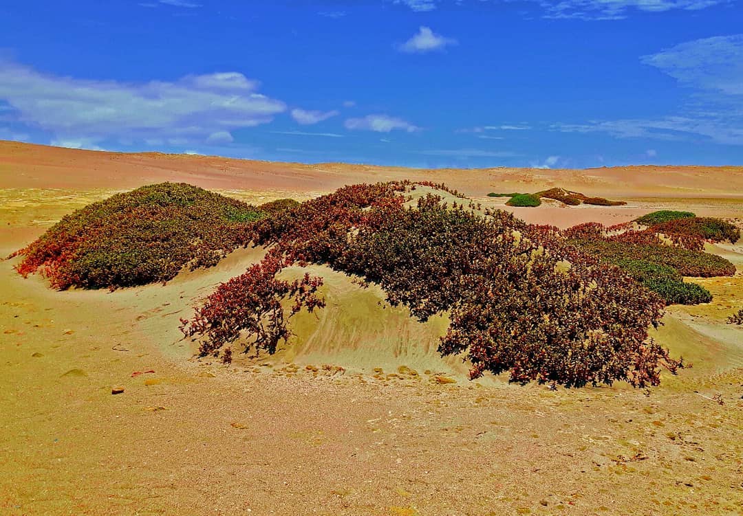 Picture in Nationalreservat Paracas