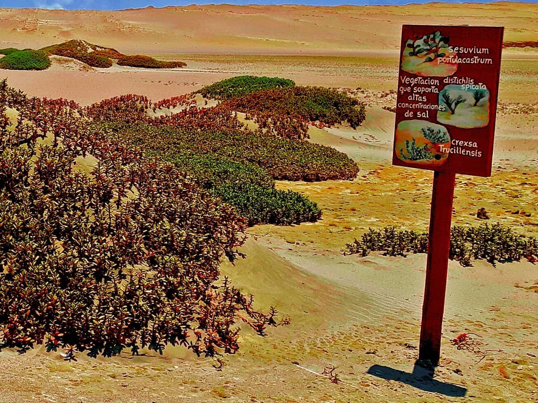 Picture in Nationalreservat Paracas