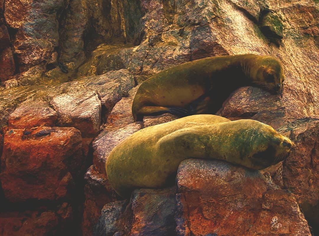 Picture in Islas Ballestas