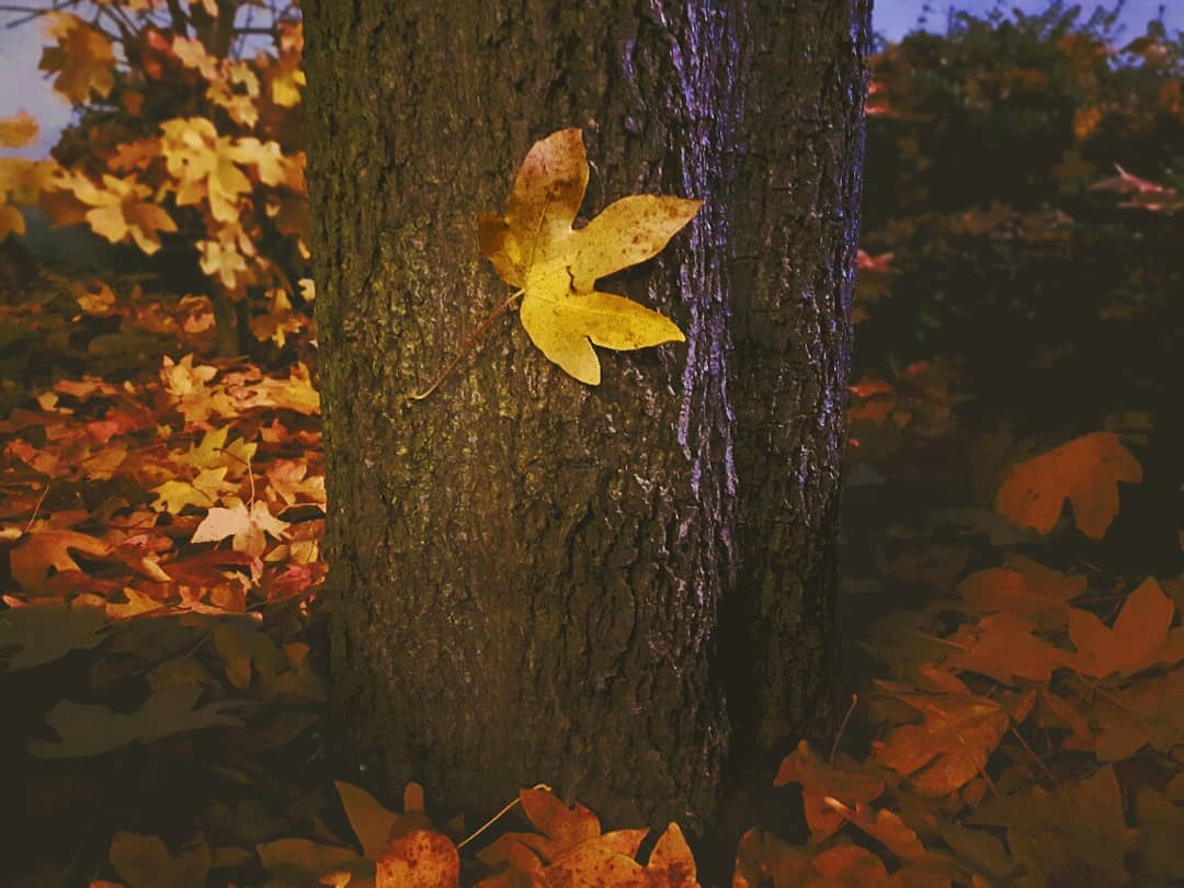 Picture in Oberursel