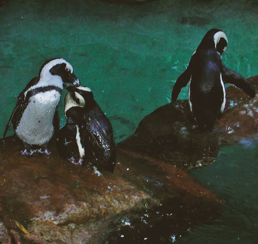 Picture in Zoo Dallas
