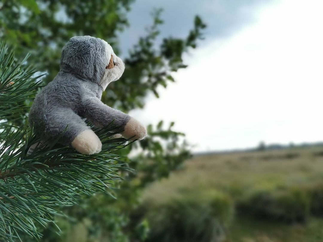 Picture in Grenzpark De Zoom-Kalmthoutse Heide