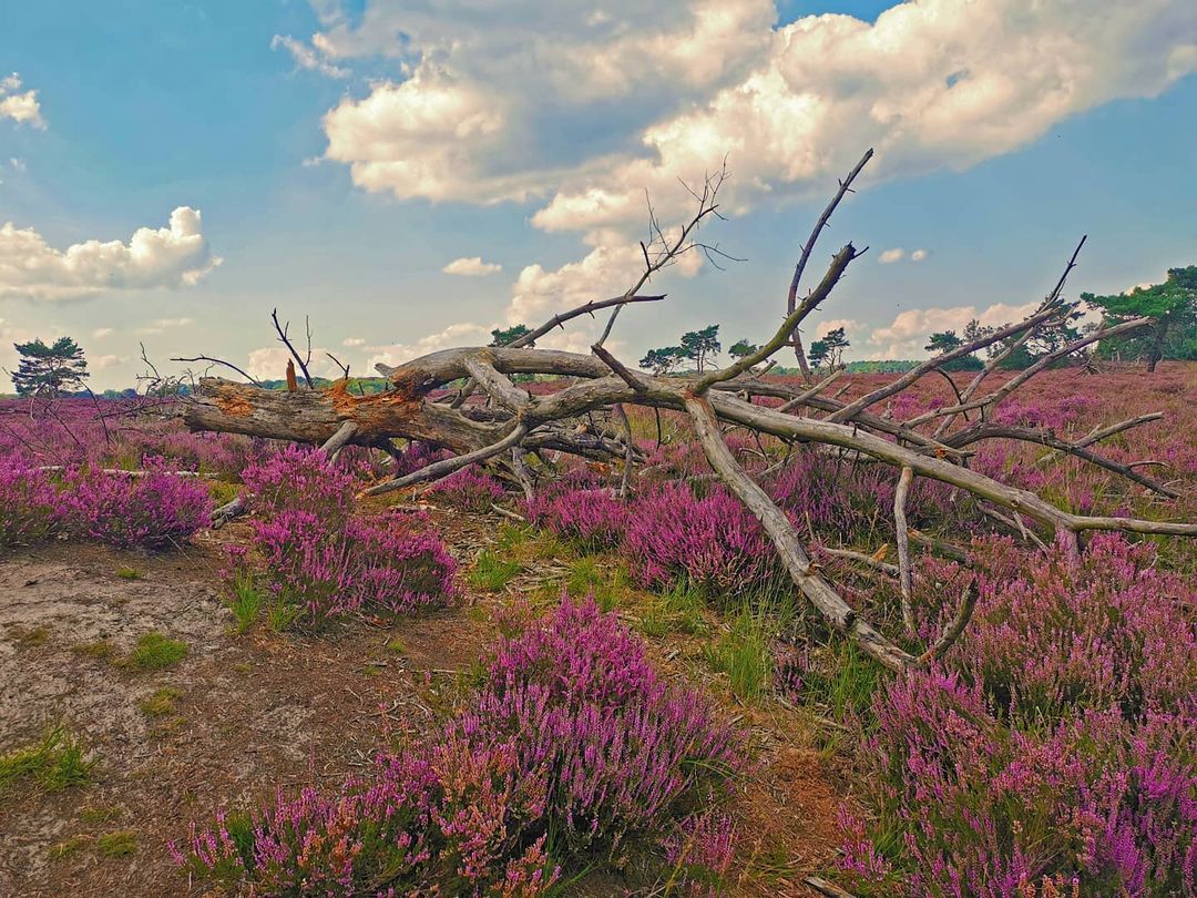 Picture in Grenzpark De Zoom-Kalmthoutse Heide
