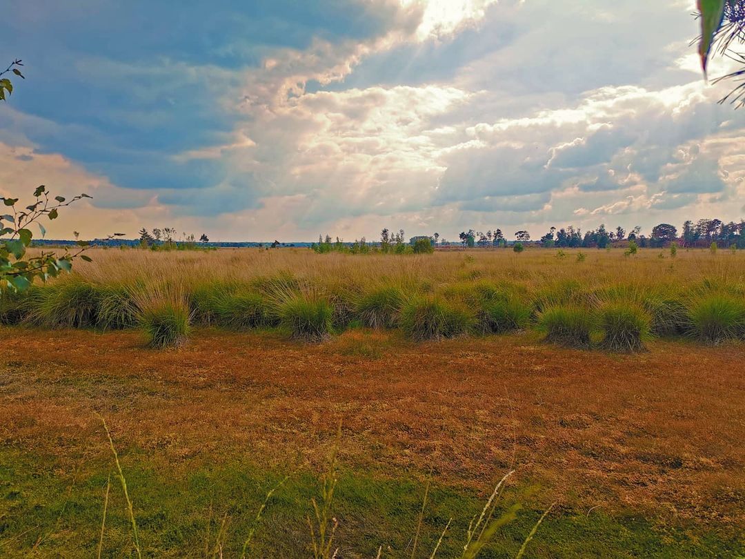 Picture in Grenzpark De Zoom-Kalmthoutse Heide