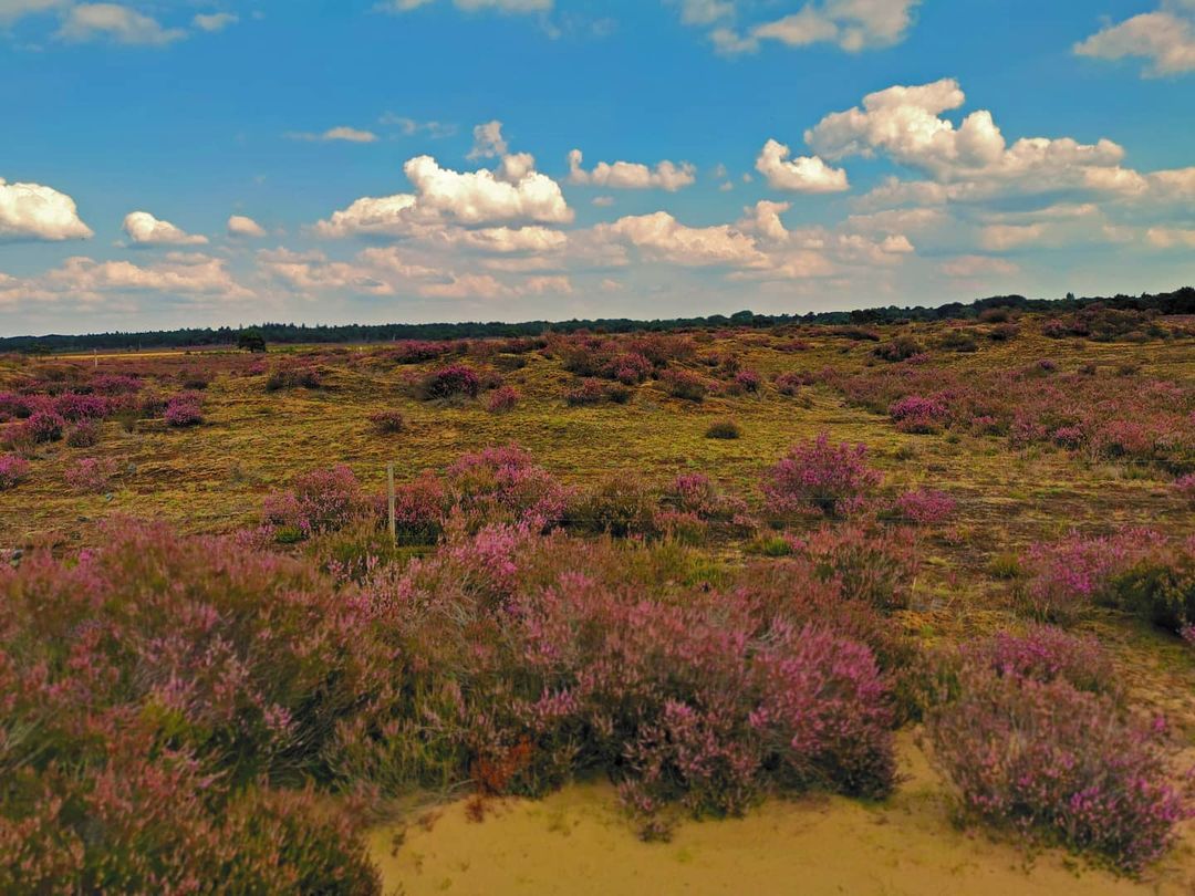 Picture in Grenzpark De Zoom-Kalmthoutse Heide