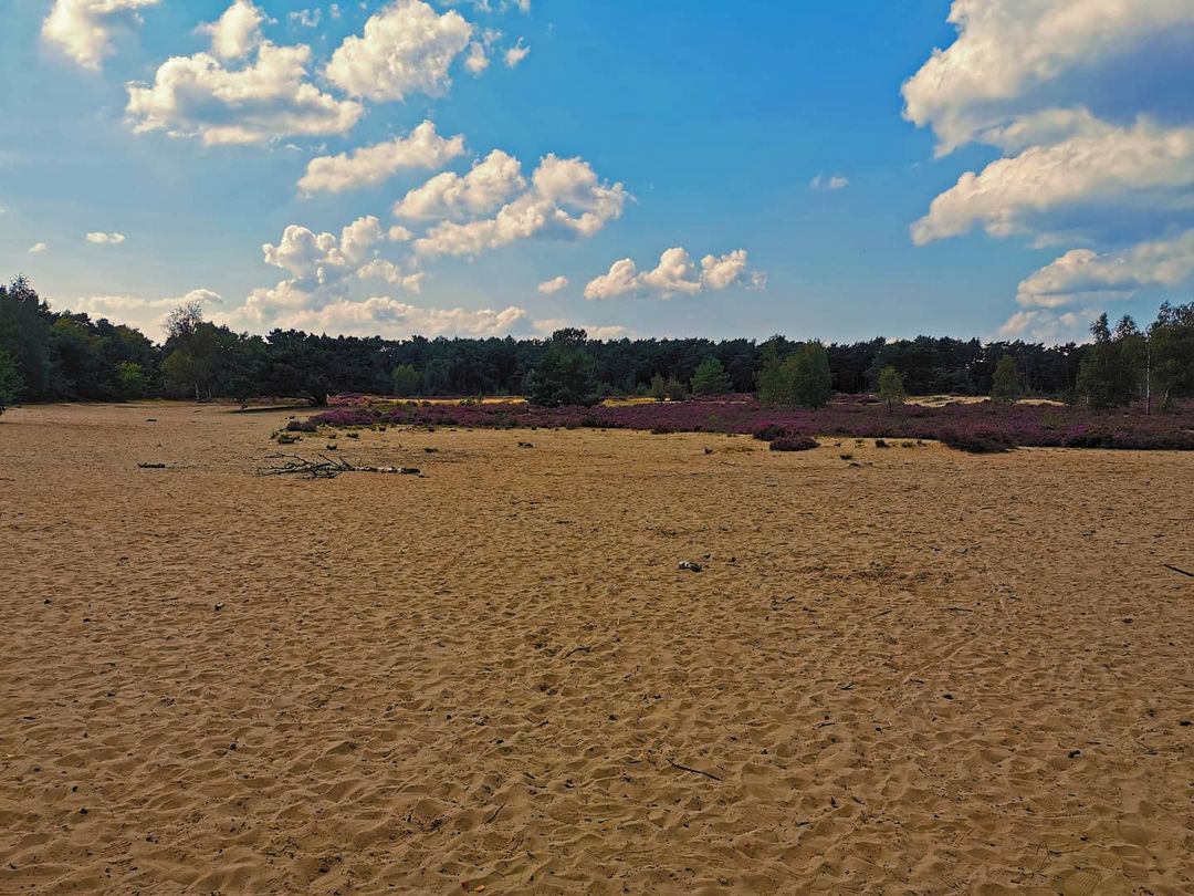 Picture in Grenzpark De Zoom-Kalmthoutse Heide