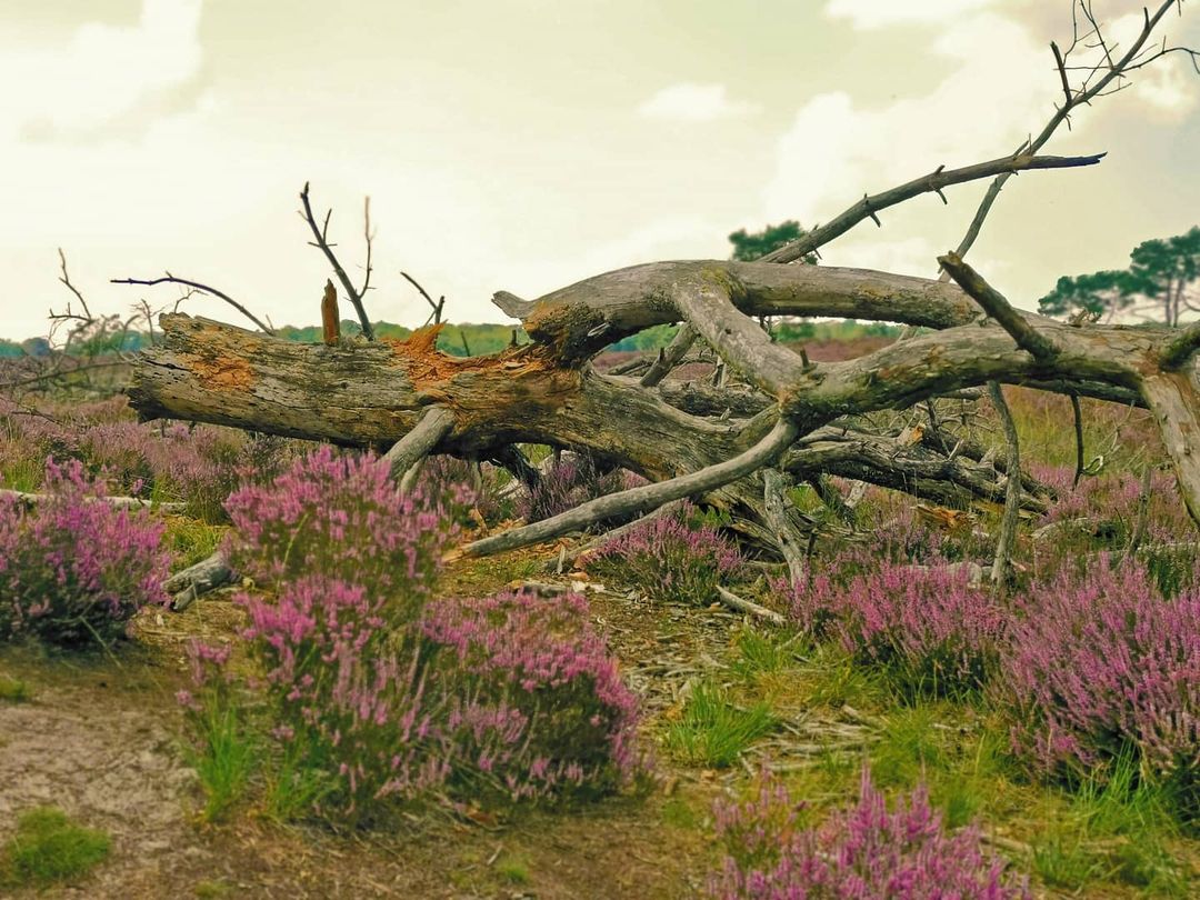 Picture in Grenzpark De Zoom-Kalmthoutse Heide