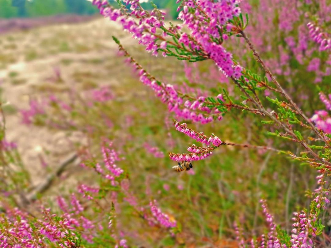 Picture in Grenzpark De Zoom-Kalmthoutse Heide