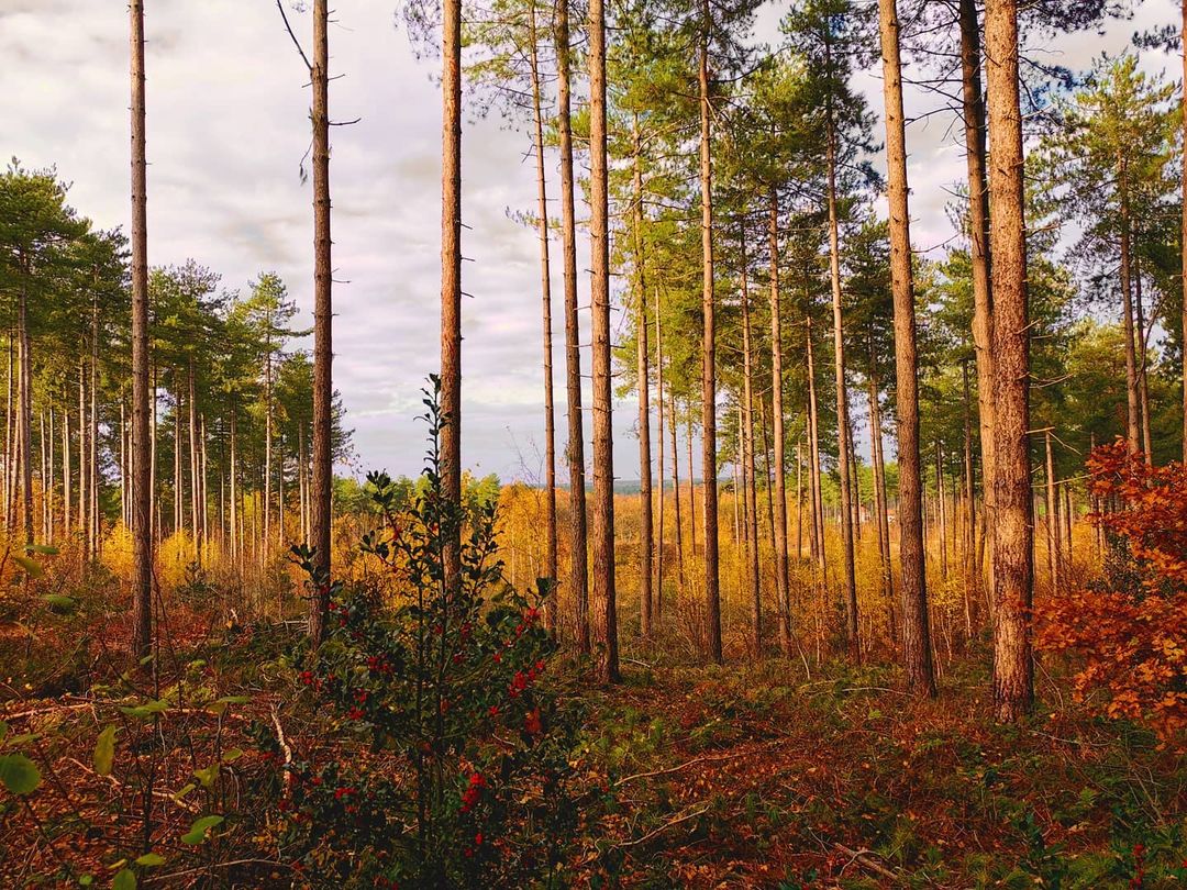 Picture in Averbode Wald & Heide