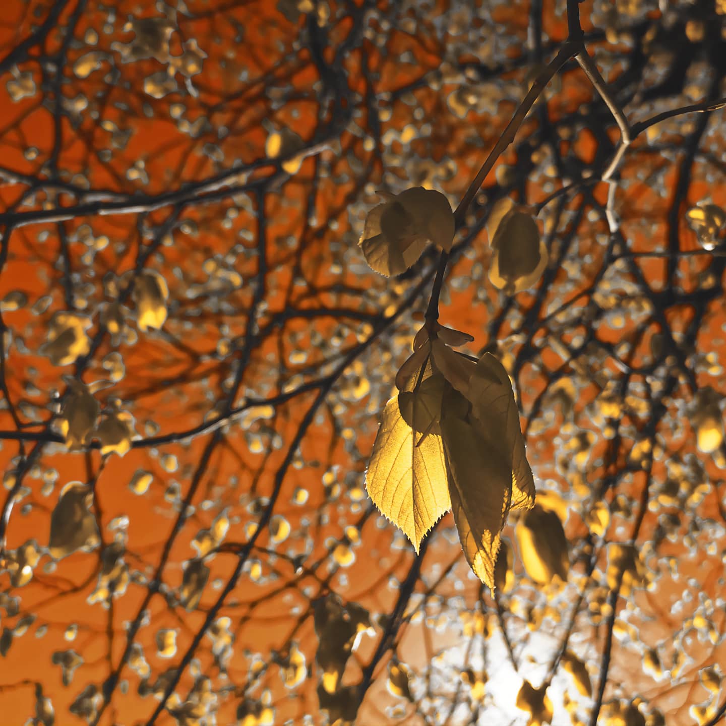 Picture in Oberursel