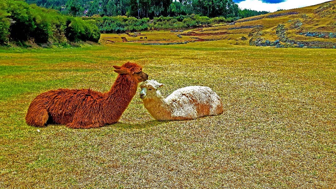 Picture in Sacsayhuaman