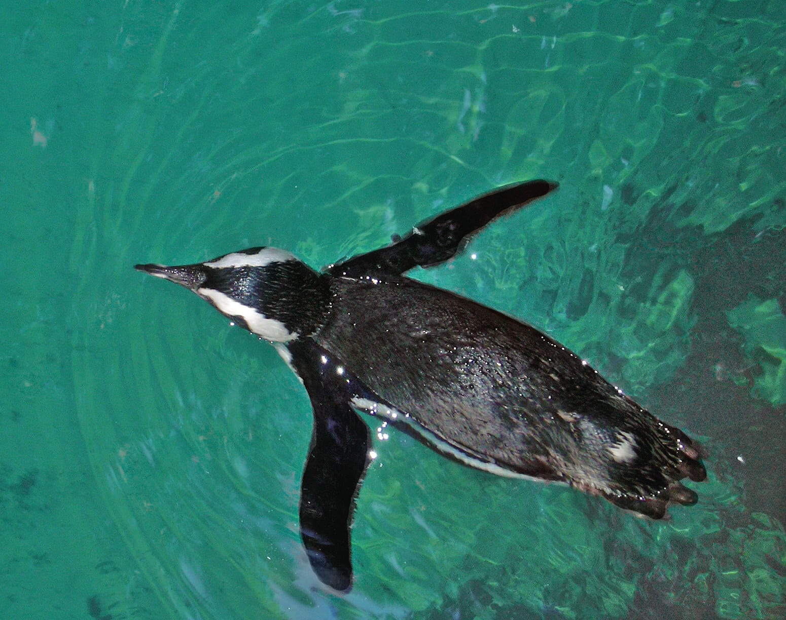 Picture in Zoo Dallas