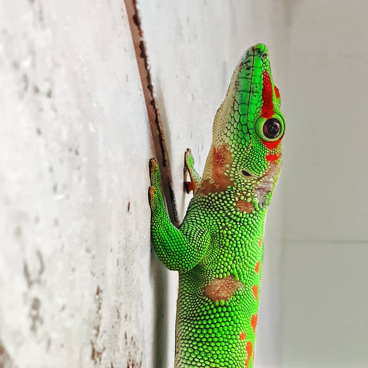 Picture in Zoo Frankfurt