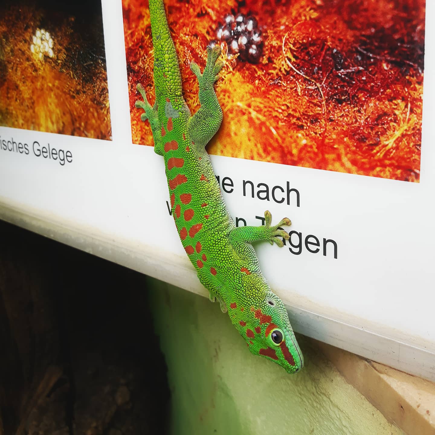 Picture in Zoo Frankfurt