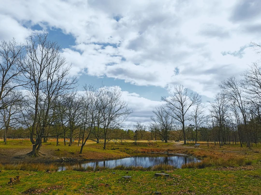 Picture in Kesseler Heide