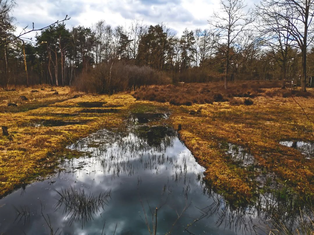 Picture in Kesseler Heide