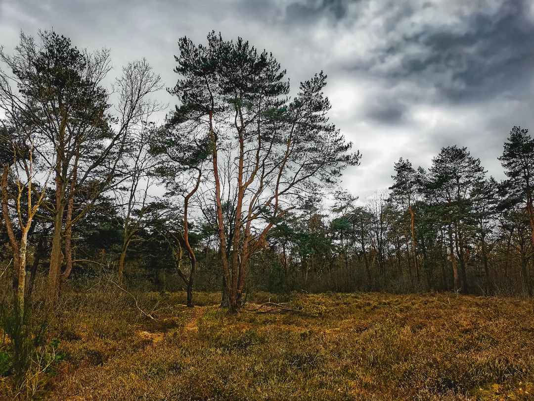 Picture in Kesseler Heide