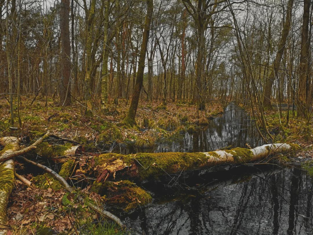 Picture in Kesseler Heide