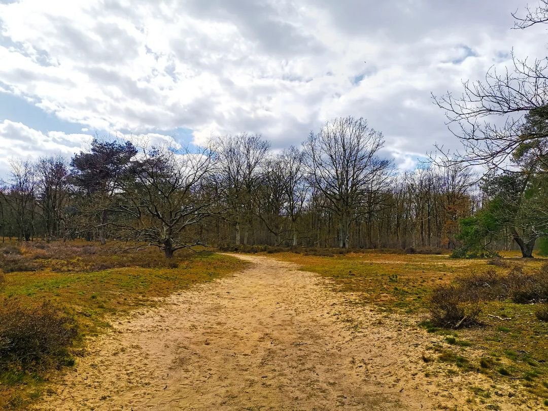 Picture in Kesseler Heide