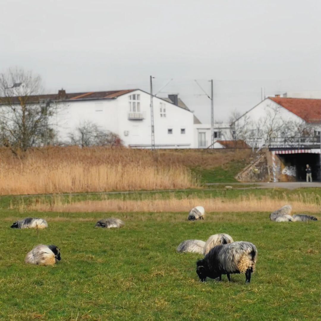 Picture in Stierstadt