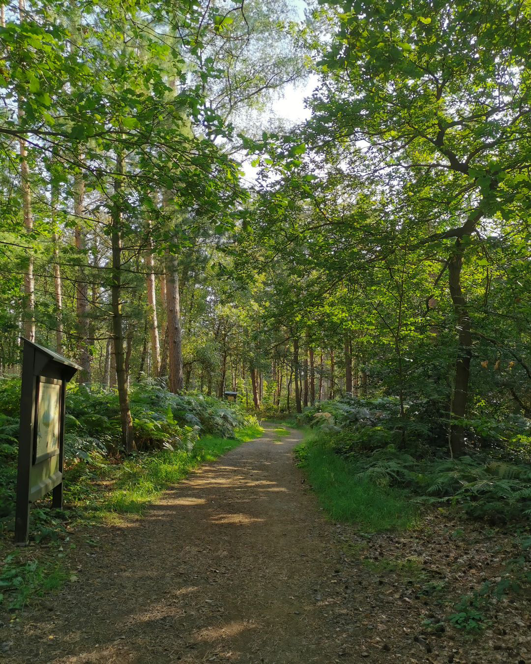 Picture in Bad Bodendorf