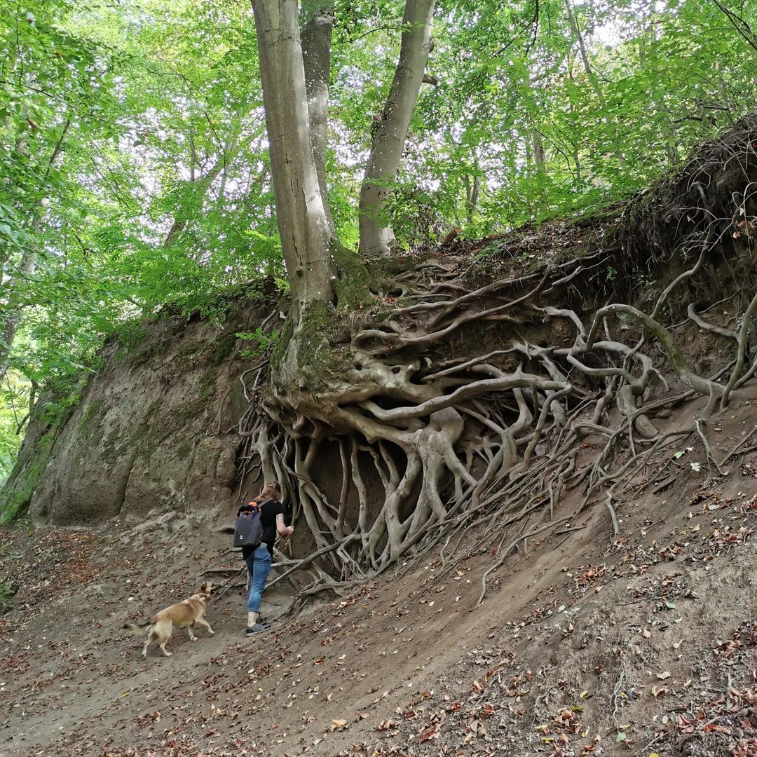 Picture in Traumpfad Höhlen- Und Schluchtensteig