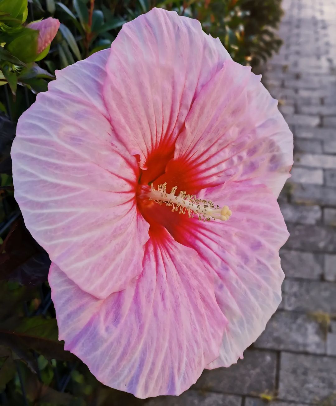Picture in Oberursel
