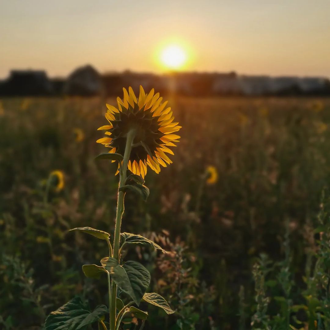 Picture in Bommersheim