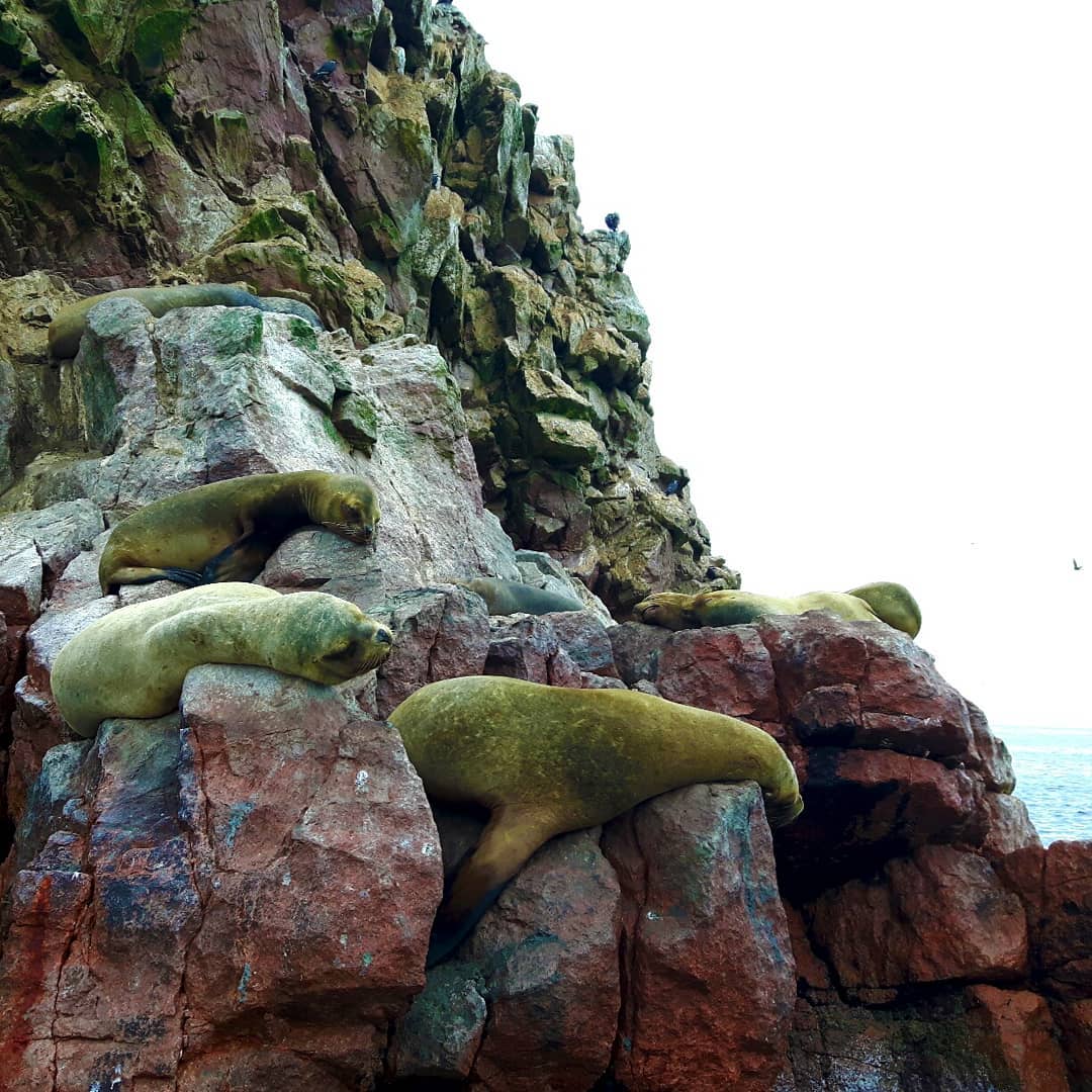 Picture in Nationalreservat Paracas