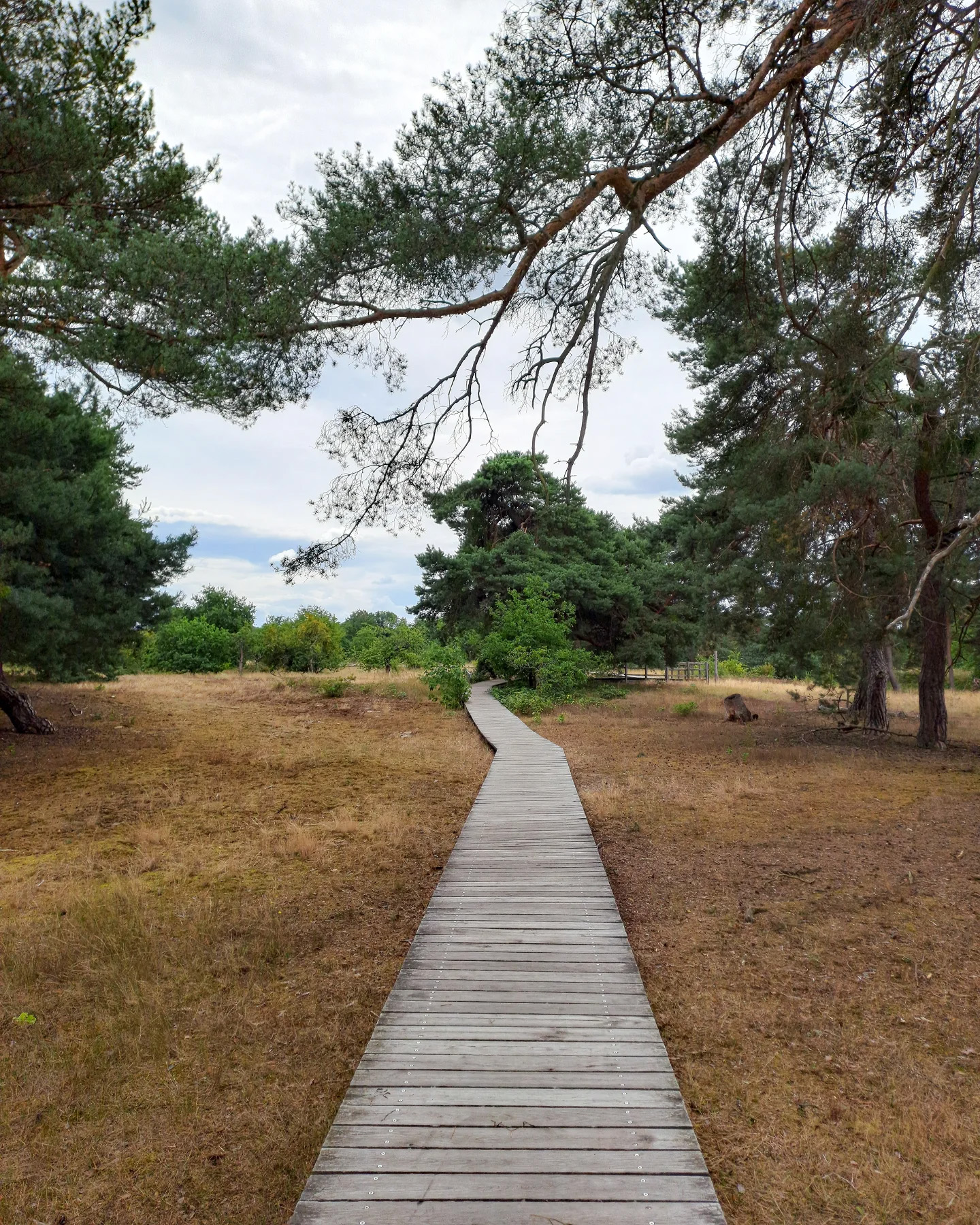 Picture in Schwanheimer Düne