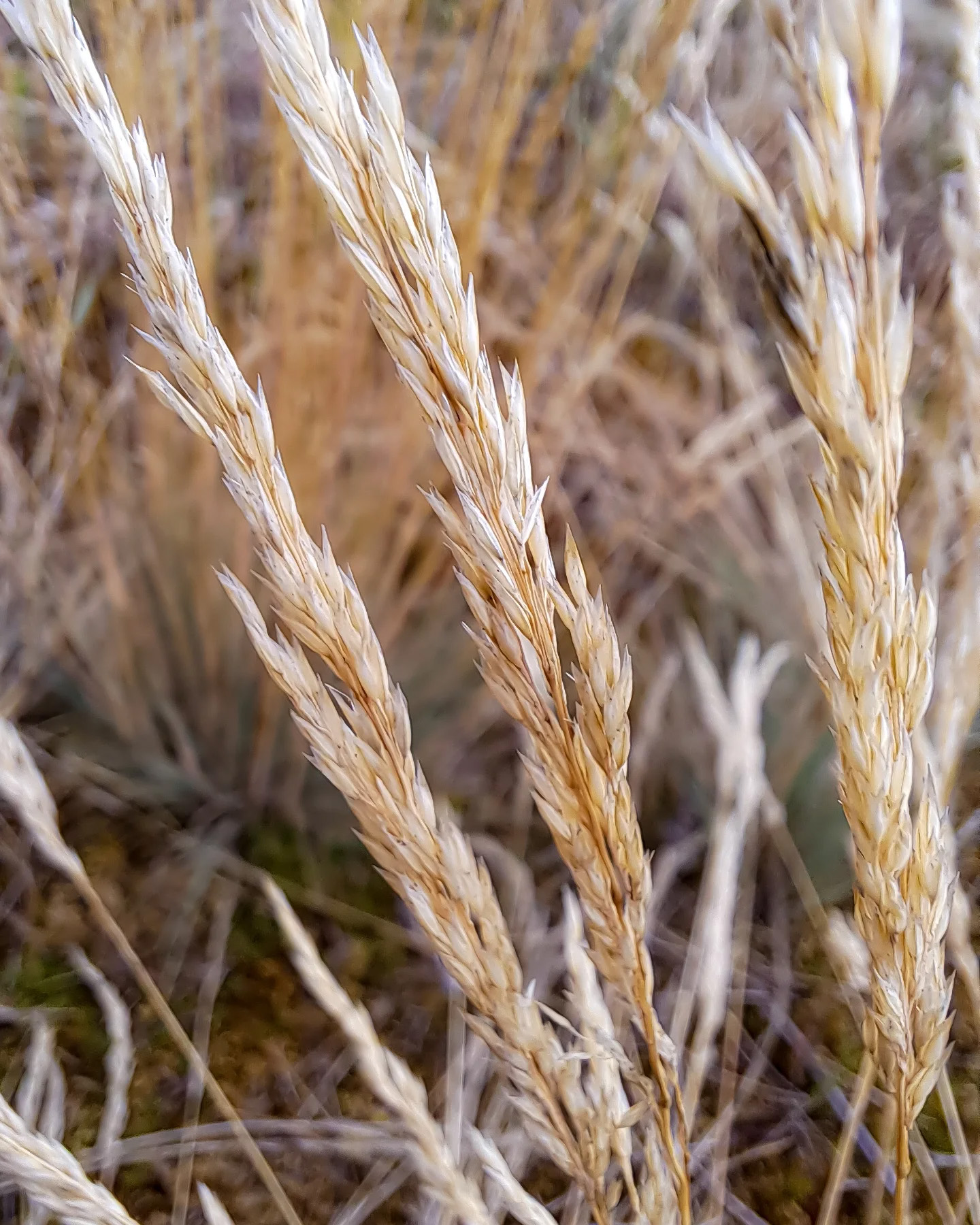 Picture in Schwanheimer Düne