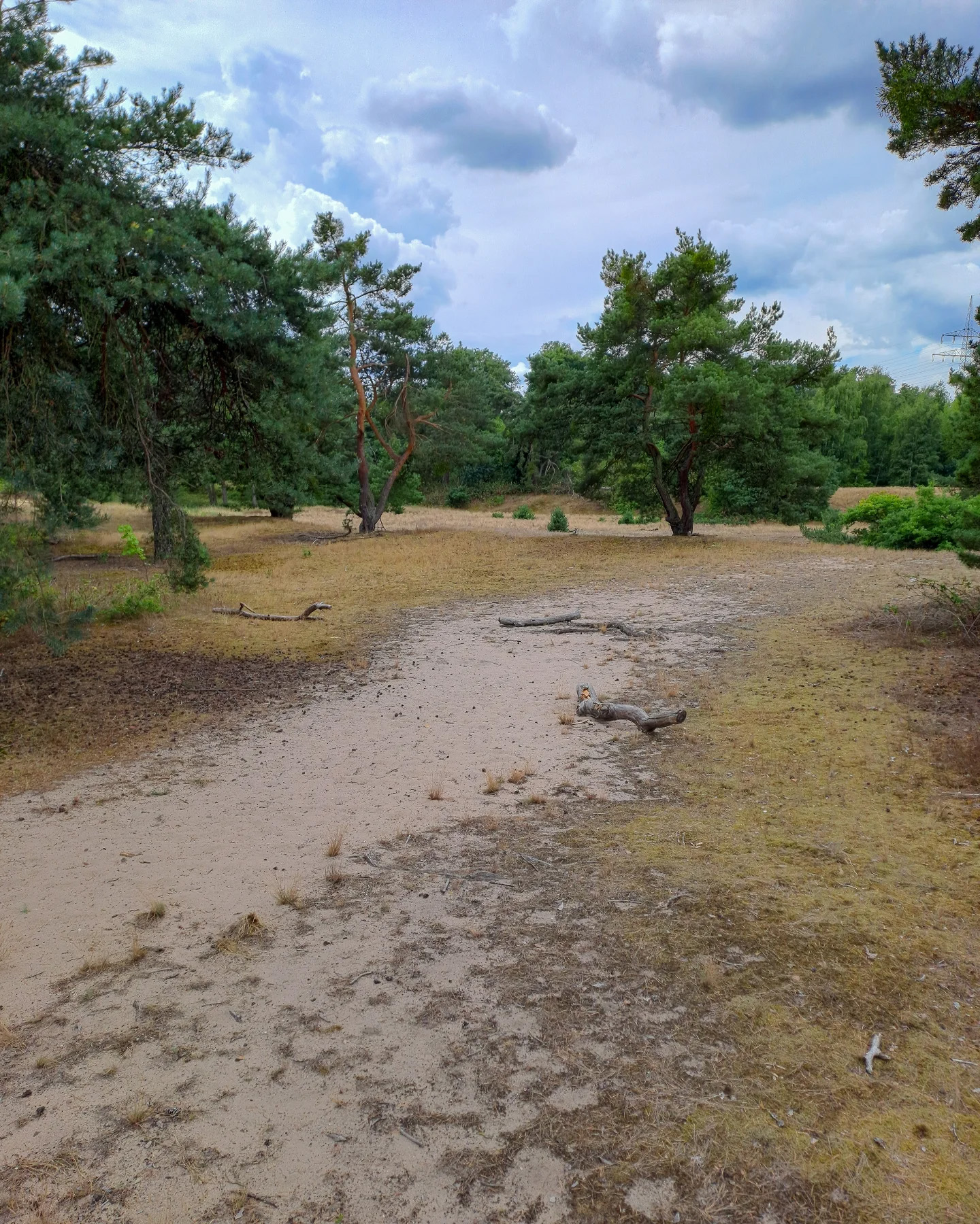 Picture in Schwanheimer Düne