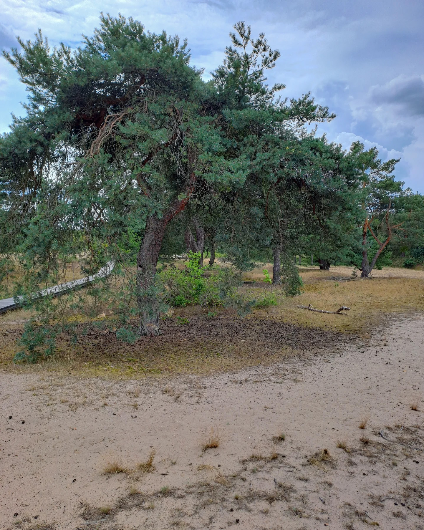 Picture in Schwanheimer Düne