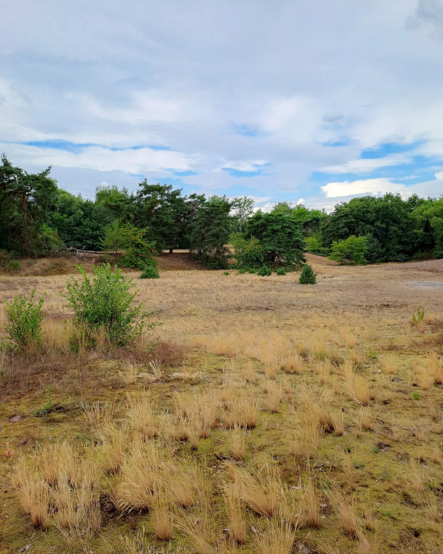 Picture in Schwanheimer Düne