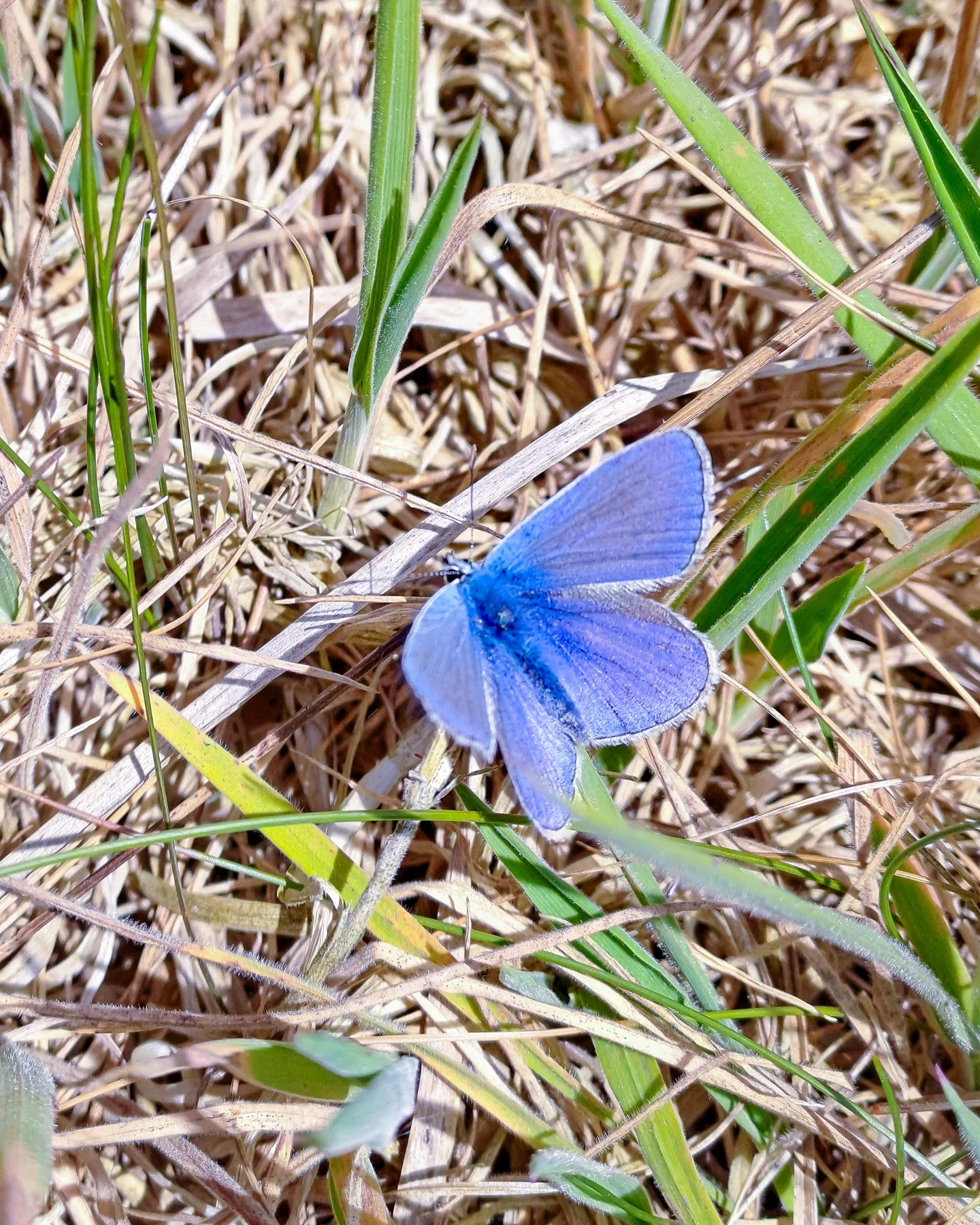 Picture in Baltrum