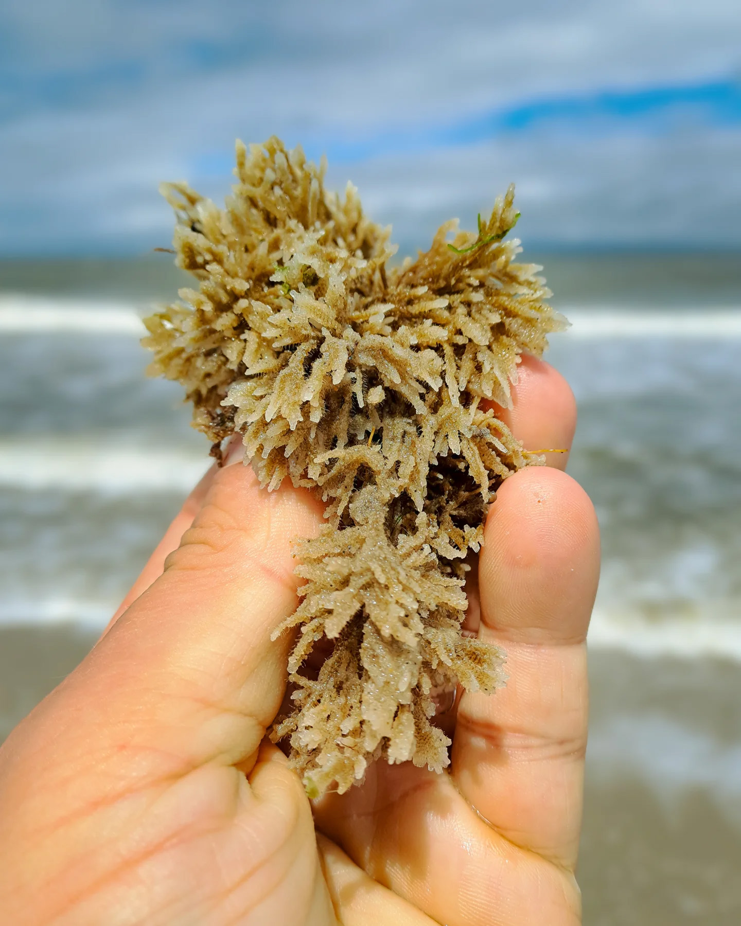 Picture in Strand von Baltrum