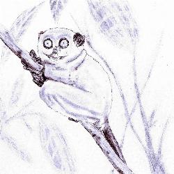 Tarsier