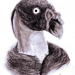 King Vulture