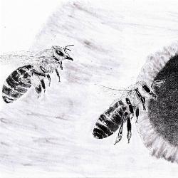 Honey Bees